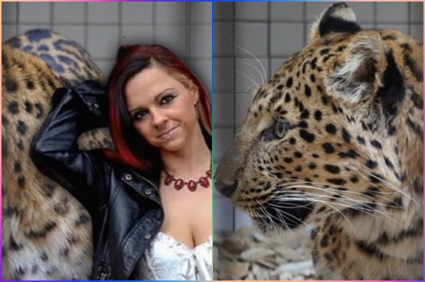 Leoparlar kafese giren modeli hastanelik etti