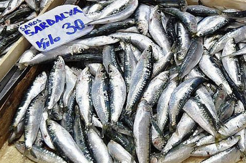 Hamsi, istarvit ve sardalya için av yasağı çıktı