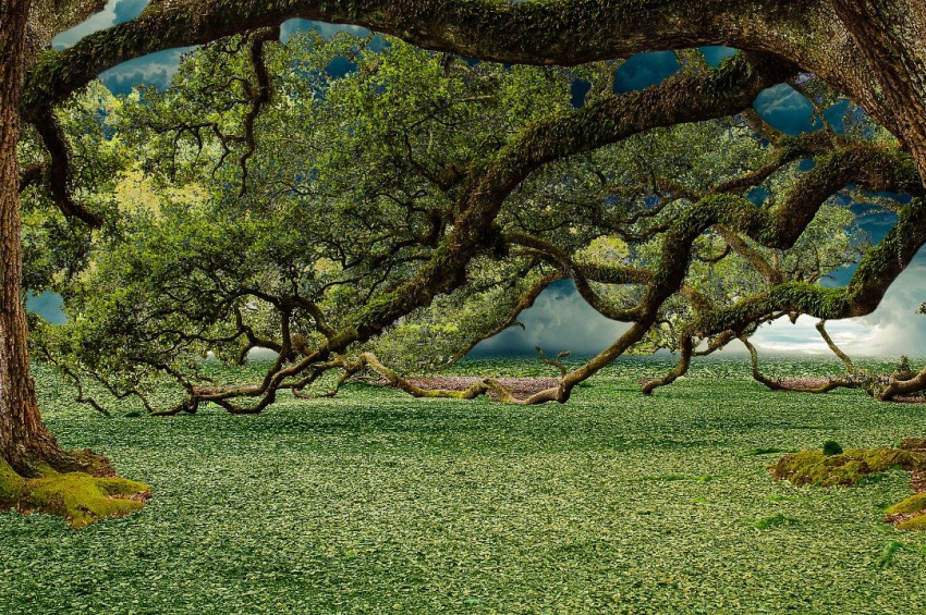 Nesli tükenme riski altına giren ağaç sayısı artıyor