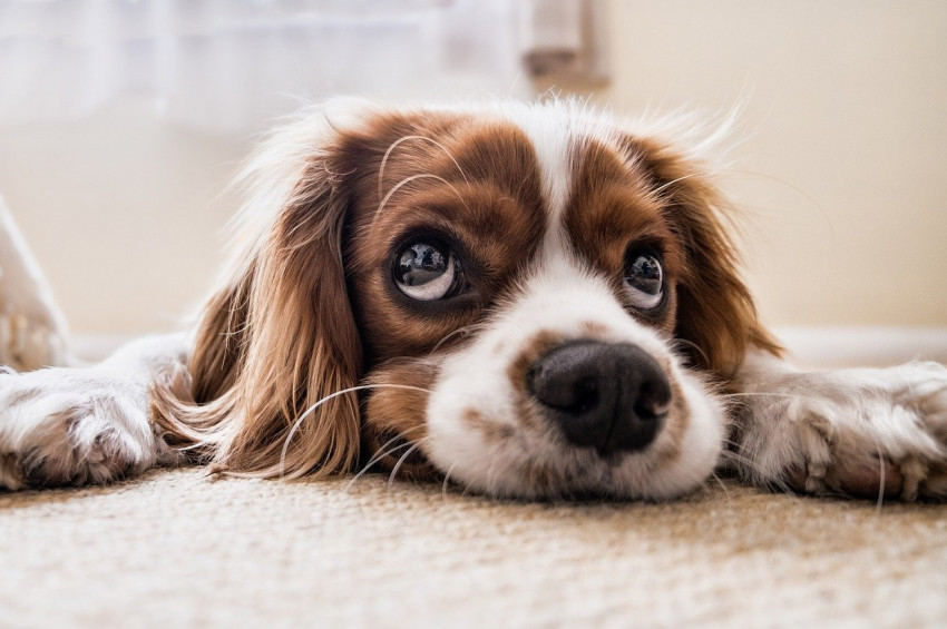 Köpekler için sahiplerinin sesi çok özel!