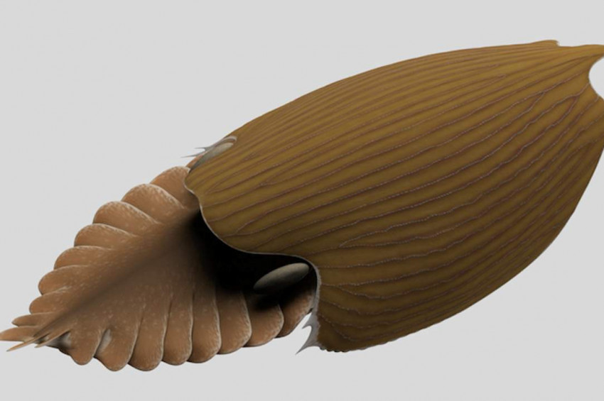 Kanadada 500 milyon yıllık dev yengeç fosili bulundu