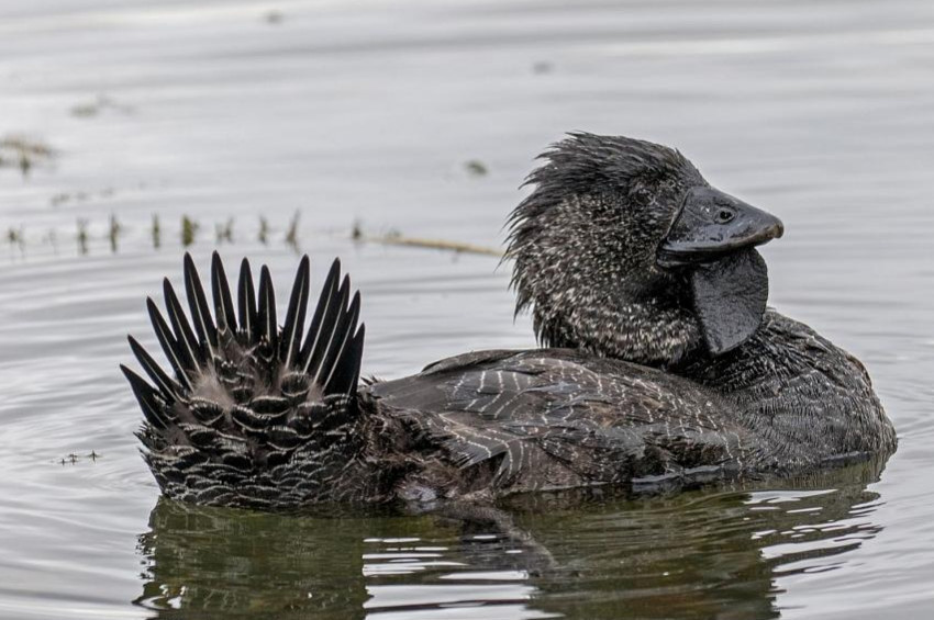 Konuşan Ördek Ripper!
