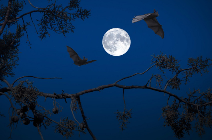 Yarasa kaynaklı yeni tehlike: Nipah virüsü