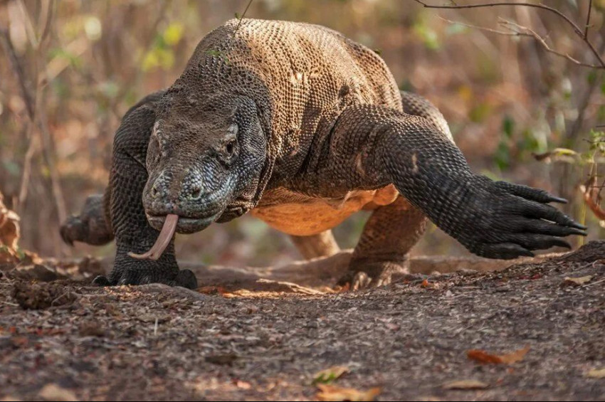 Komodo ejderlerinin sayısı 3500ün altına düştü