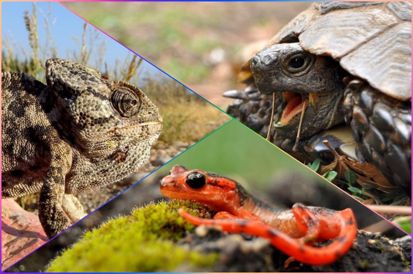 Türkiyenin sürüngenleri çip takılarak uydudan izlenecek