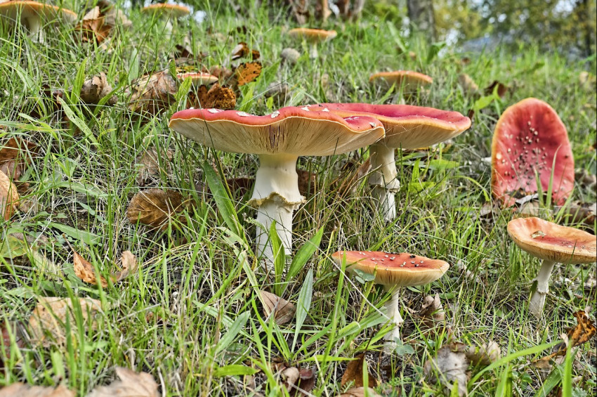 Karadenizde mantar zehirlenmesi arttı