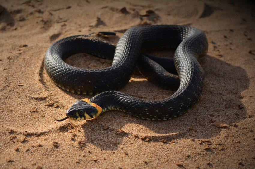 Dinozorları yok eden göktaşı, yılanları kurtarmış olabilir