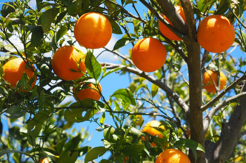 Turunçgilleri koruyacak böcek timleri göreve başladı