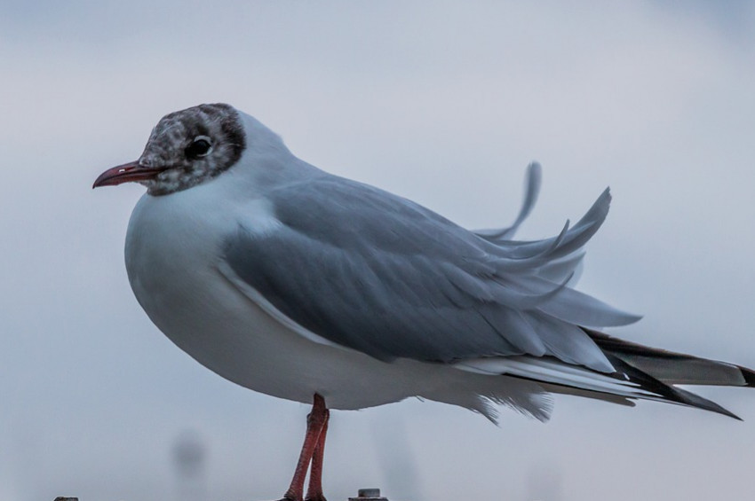 Kuzey Atlantik Jet Akımı da tehlike sinyali verdi