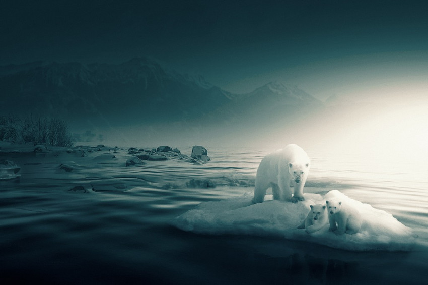 Kutup ayılarının genleri küresel ısınmadan etkileniyor