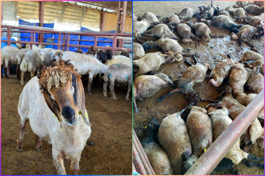 Mersinde sıra dışı bir katliam