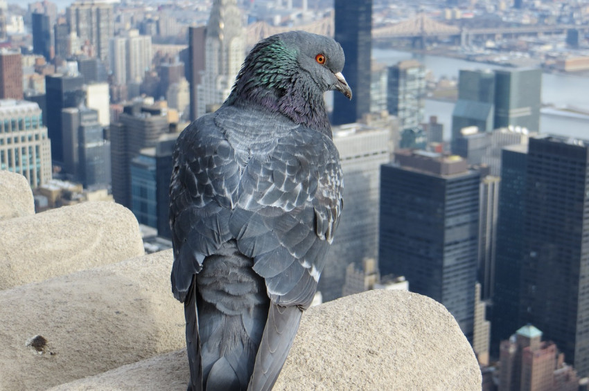 New York gökdelenleri göçmen kuşları öldürüyor