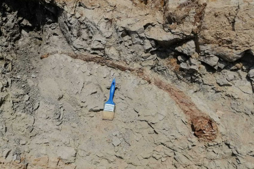 Denizlide 17 milyon yıllık fildişi bulundu