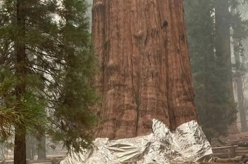 Dünyanın en büyük tek gövdeli ağacı yanmaktan kurtarıldı