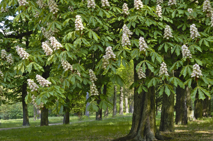 Kestane çiçeği çayı kestane balından daha şifalı çıktı