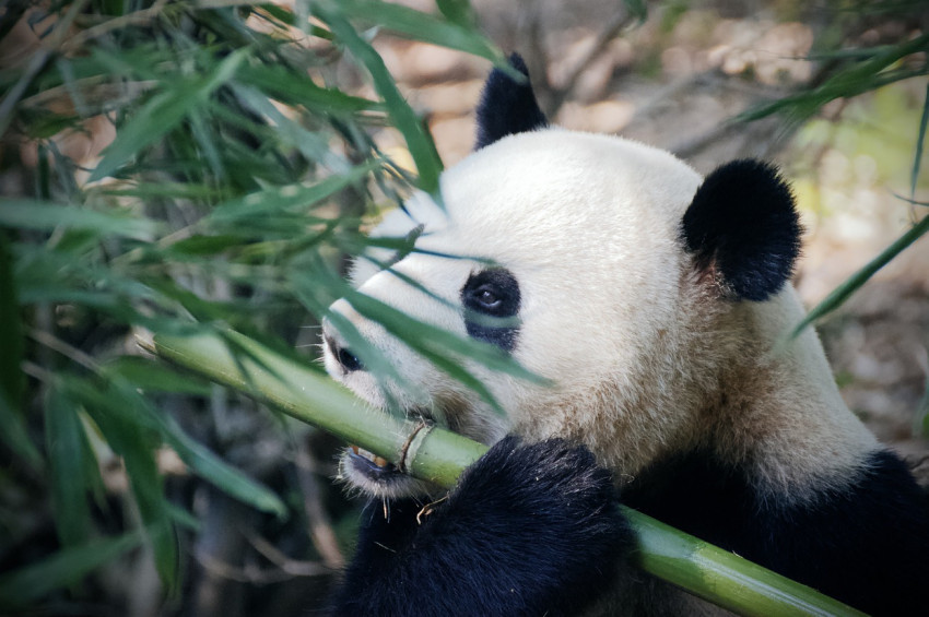 Pandaların soyunu refah kurutuyormuş