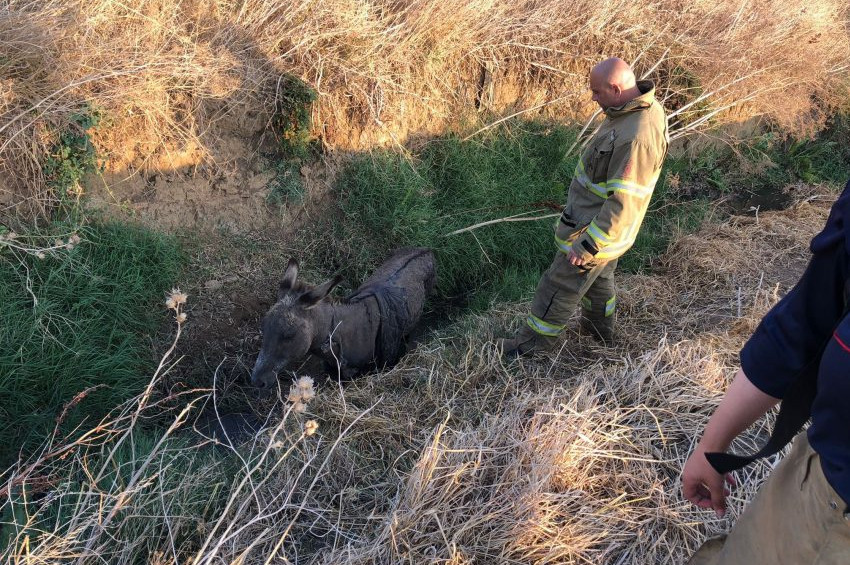 Çukura düşen eşeği itfaiye ekibi kurtardı