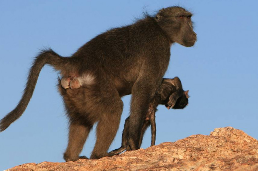 Anne primatların kendilerine özgü yas ritüeli