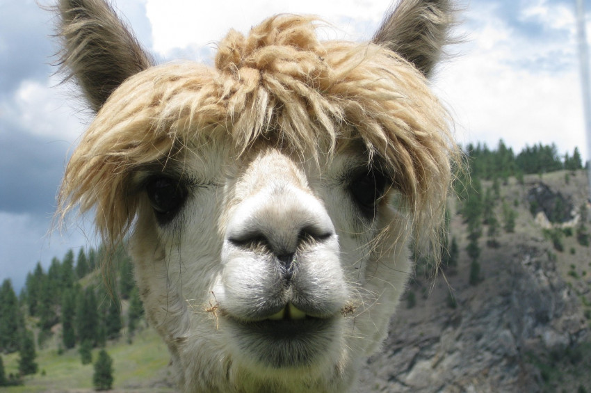 Lamalar Koronavirüs tedavisinde umut ışığı yaktı