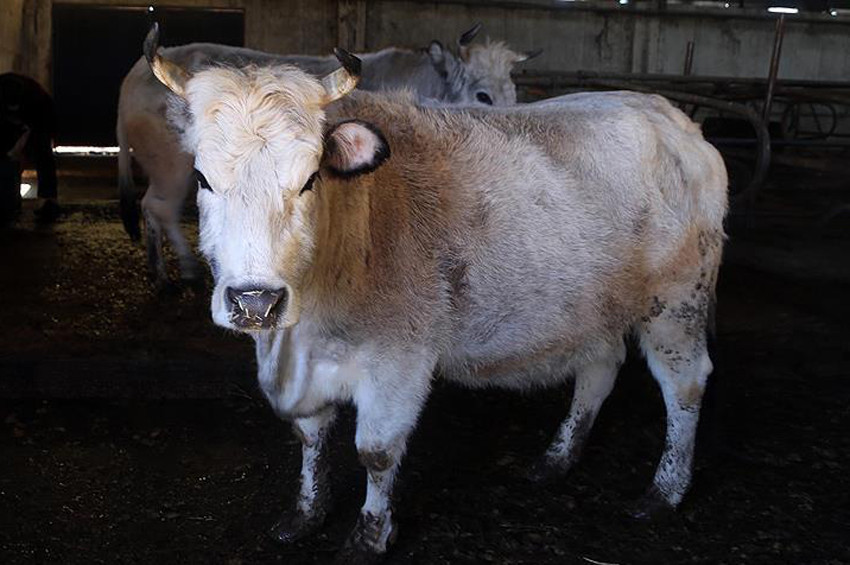 Trakyada hayvanları tehdit eden Mavi Dil hastalığı yayılıyor
