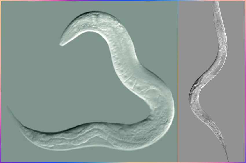 Kulakları olmayan İplik Kurtları sesi duyabiliyor