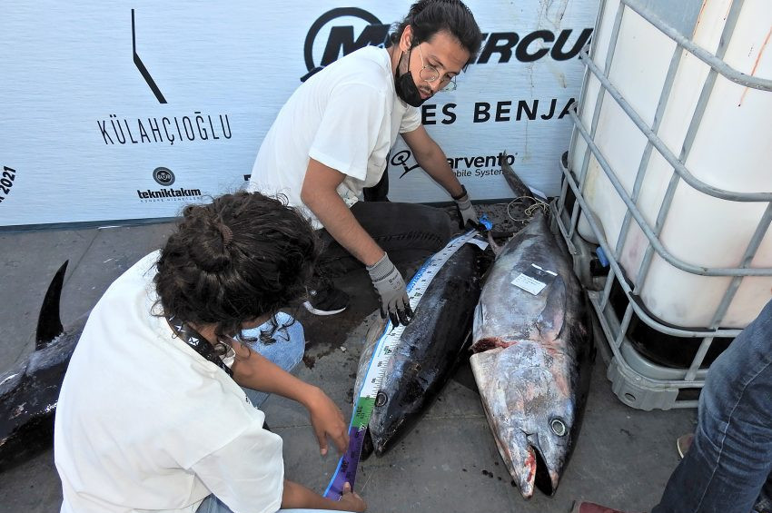 Avrupalı ve Türk balıkçılar İzmirde en büyük balığın peşinde