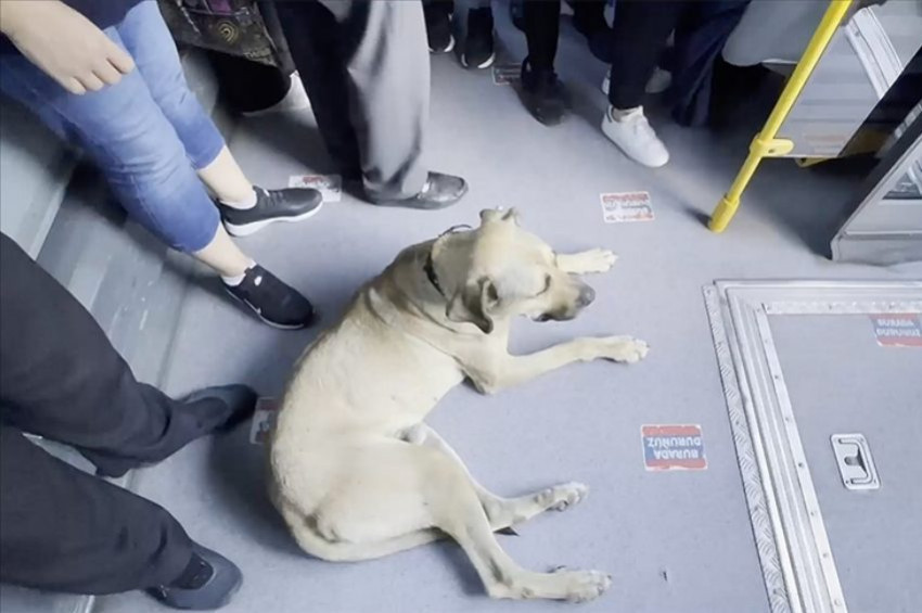 İstanbulun gezgin köpeği otobüs yolcularının sevgilisi oldu