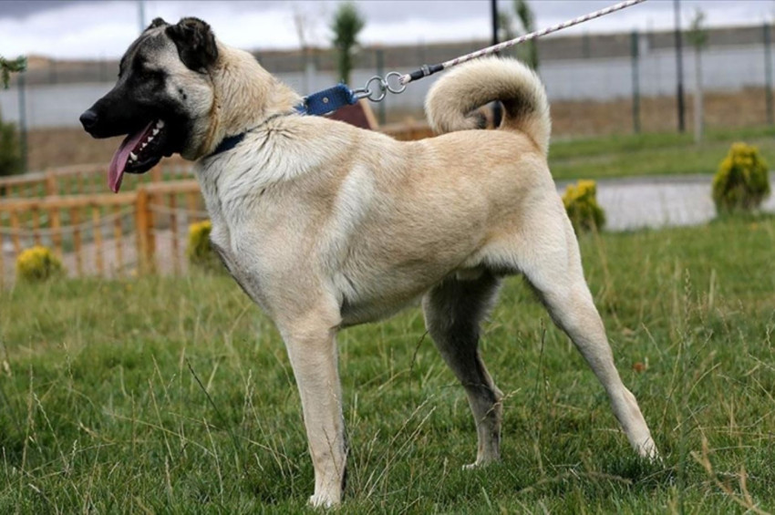 Kangal köpekleri birer birer çipleniyor