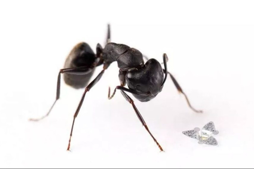 Kanatlı mikroçipler, uçan en küçük araçlar olacak