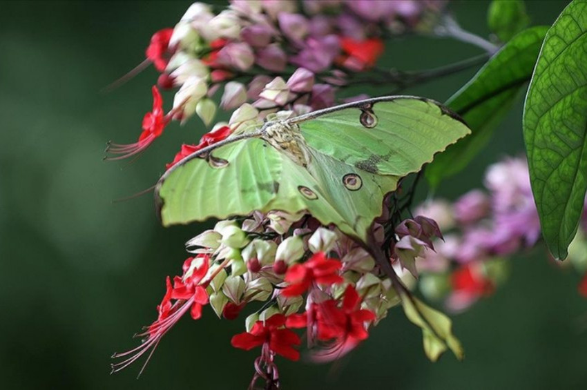 Yarasaları korkutan kelebek: Afrika Ay Güvesi