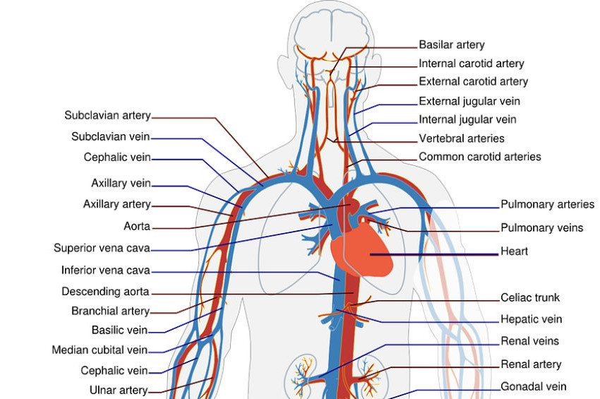 Ölümcül 4 damar hastalığı