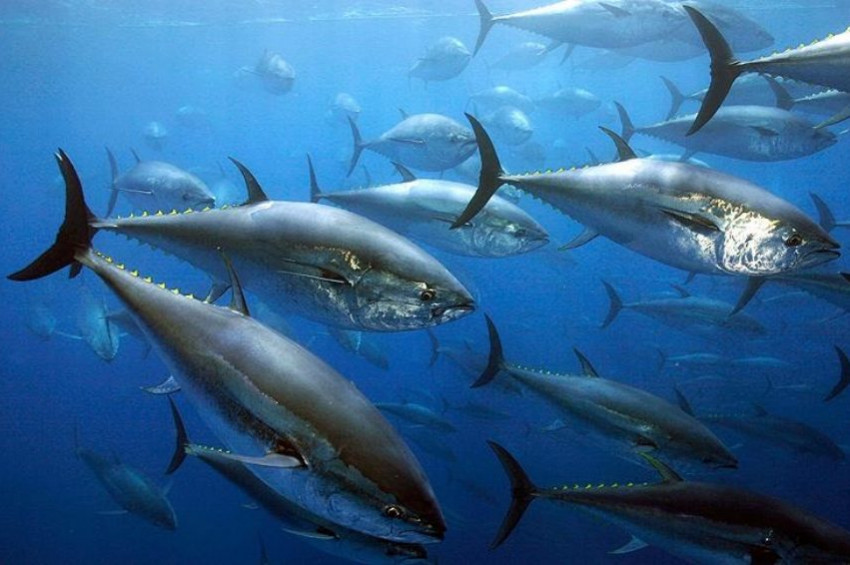 Ton balığı nüfusunda umut veren gelişme