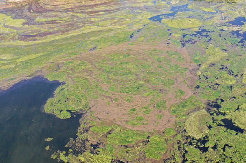 Ağrı Dağı Milli Parkının yosunları