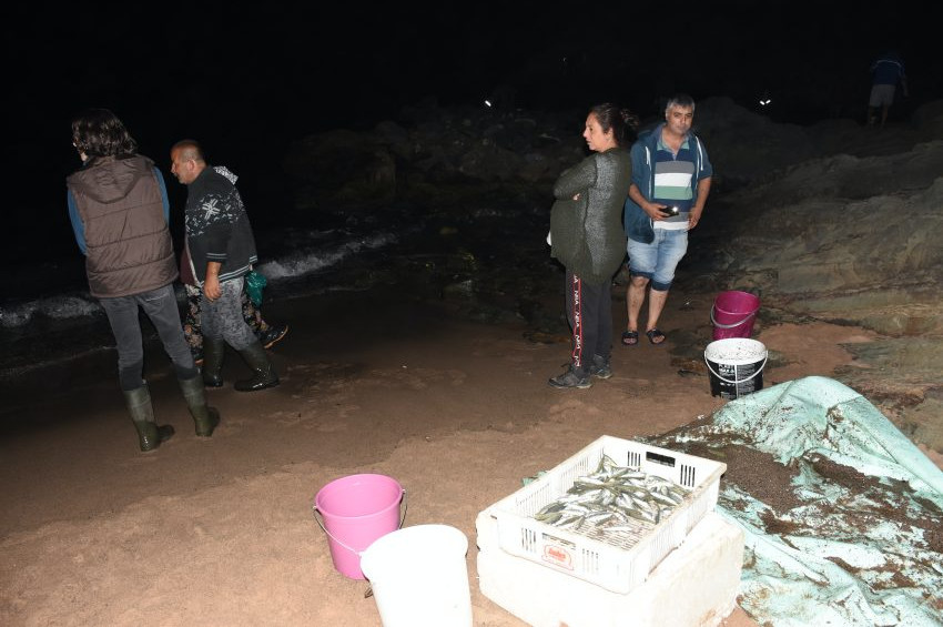 Bartın’da tonlarca balık karaya vurdu, kovayı kapan sahile koştu