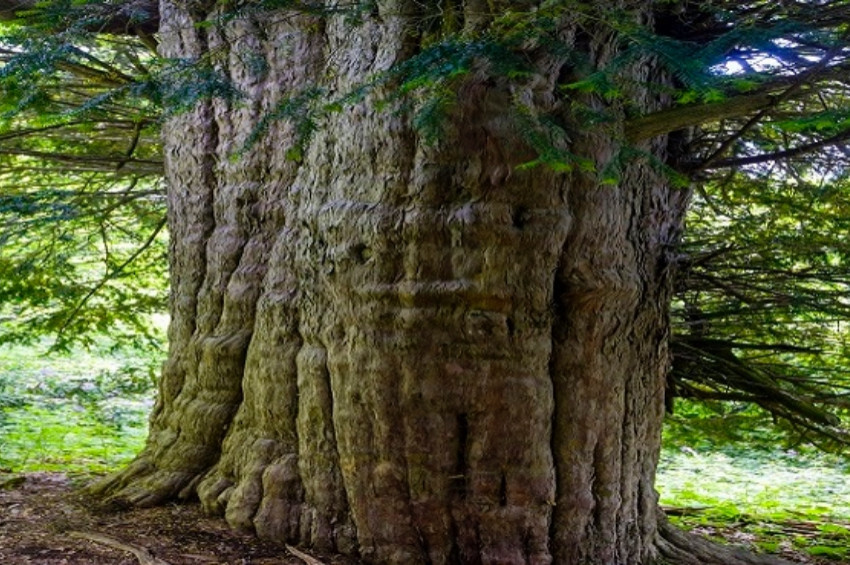 Porsuk ağacı kansere ilaç için ümit oldu