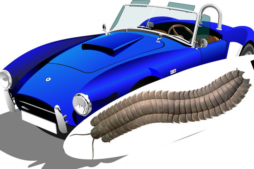 Dünyada araba büyüklüğündeki kırkayaklar yaşamış