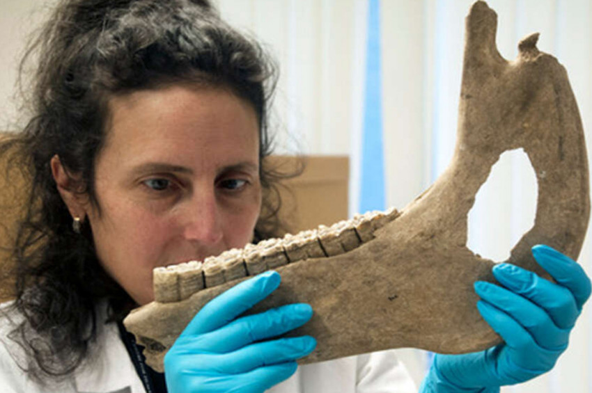 Ortaçağ Savaş Atları sanılanın tersine ufak tefekti