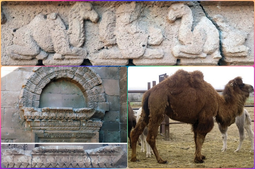 Allahın Kızı Lata tapan Araplar, Süper Develer üretmiş