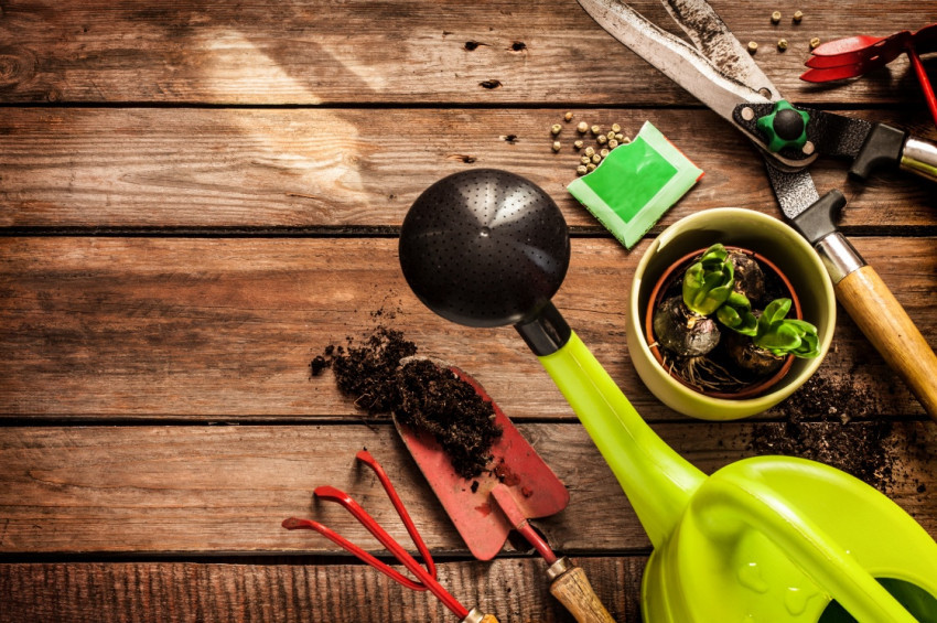 Sonbaharı seven bitkiler: Hercai, menekşe, çuha