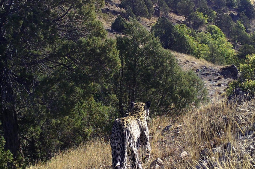 Anadolu Parsı için eylem planı hazırlanıyor
