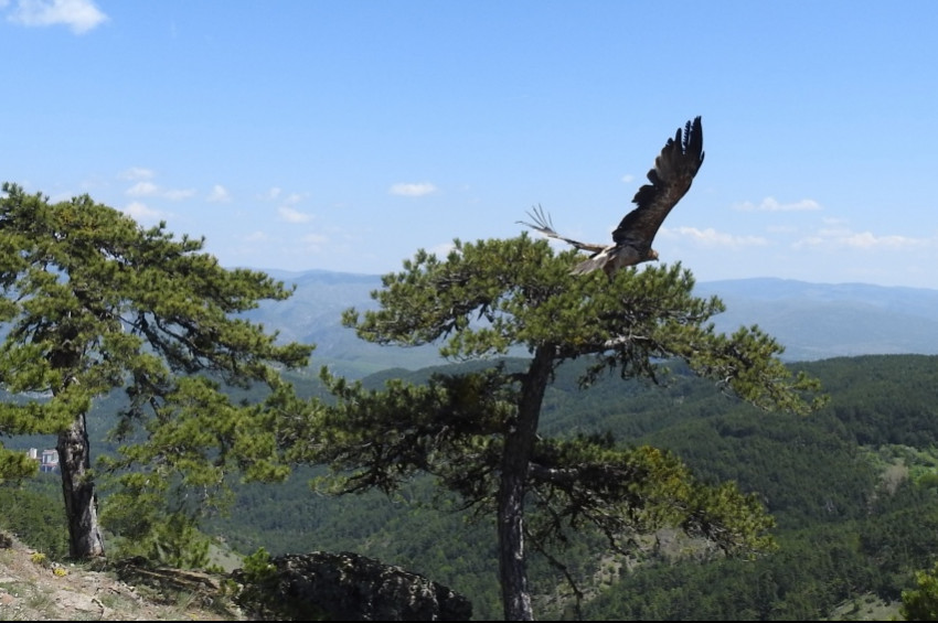 Dağıstanda izi kaybedilen Şah Kartal geri döndü