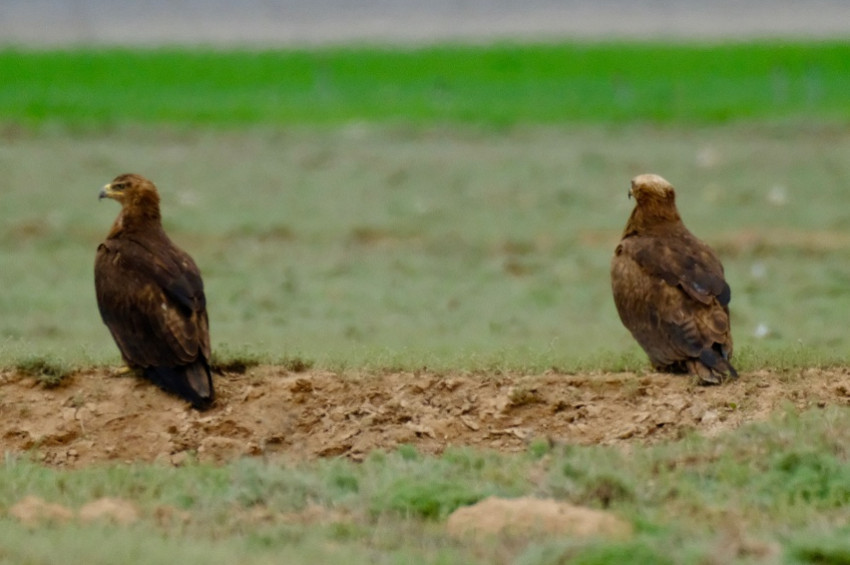 Bozkır Kartalları da Kelaynaklar gibi korunacak