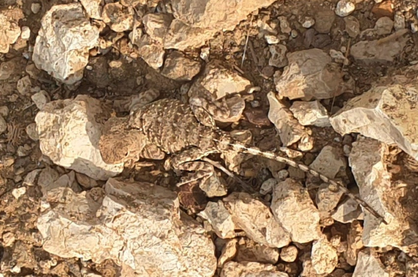 Görmek herkese nasip olmuyor: Bozkır Keleri