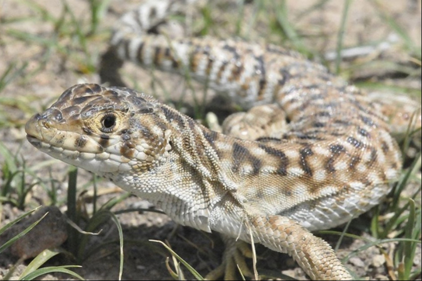 Anadoluda koruma önceliği olan 5 canlı türü