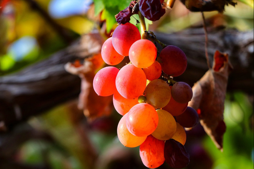 Üzümün bir faydası da erken uyutması