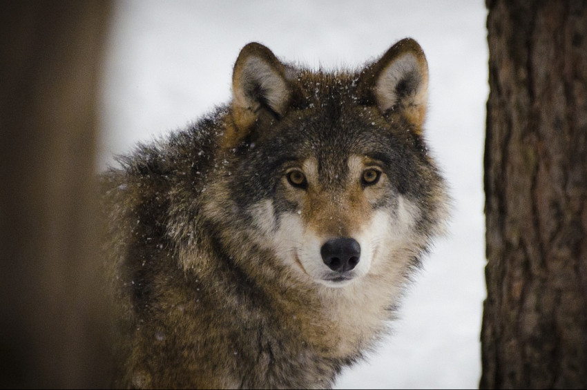 Hollandada evcilleşmeye meyleden kurtlar insanlardan uzaklaştırılacak