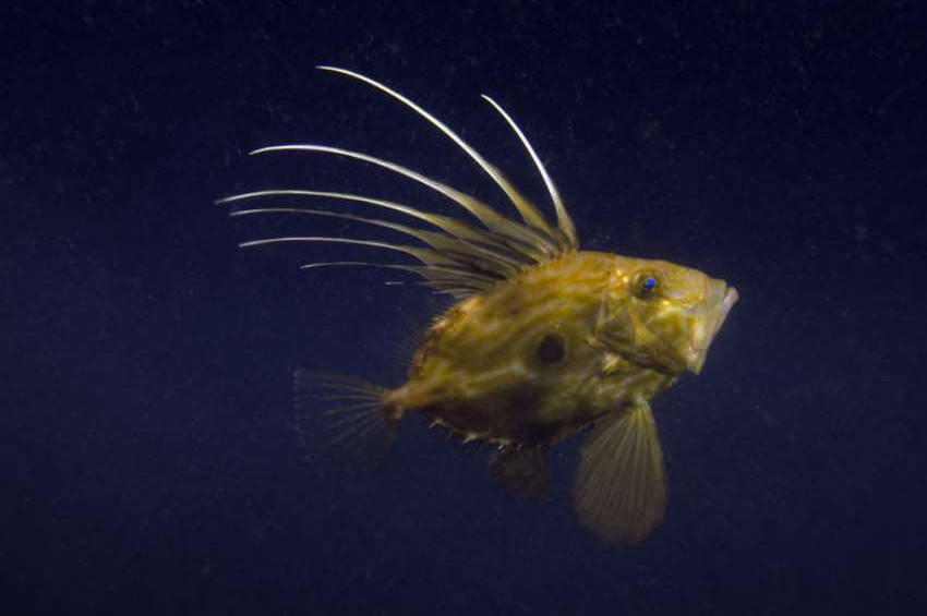 Marmara Denizinde ilk kez Dülger Balığı görüntülendi
