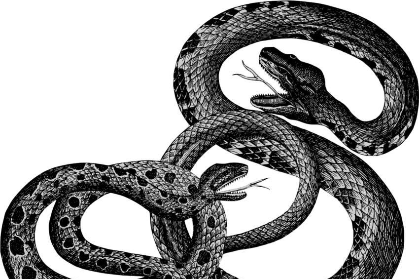 Dişi yılanlarda klitoris olduğu keşfedildi