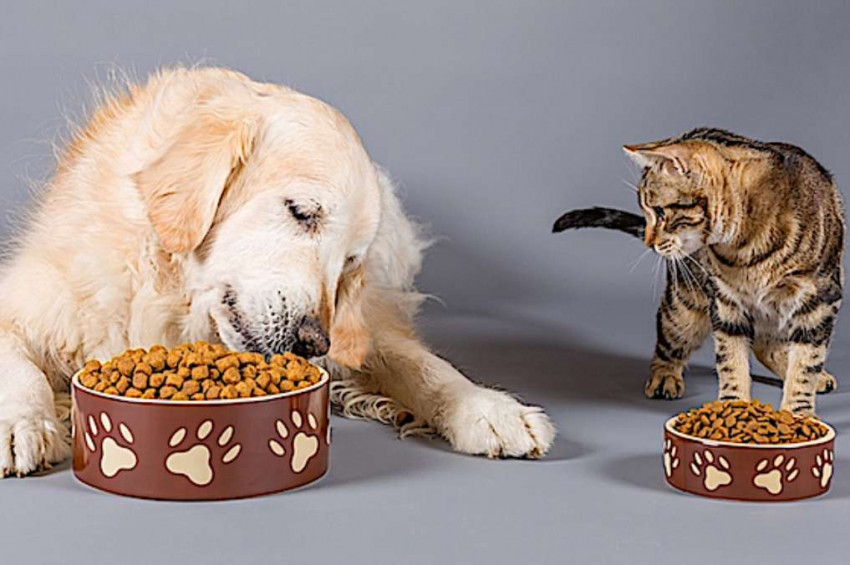 Mama fiyatları hayvanseverlerin belini büktü