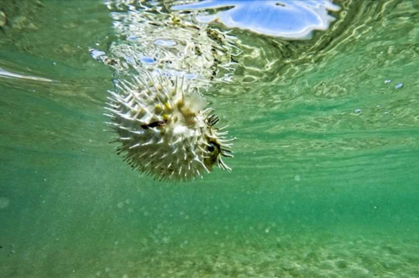 Balon balığı istilası durdurulamıyor